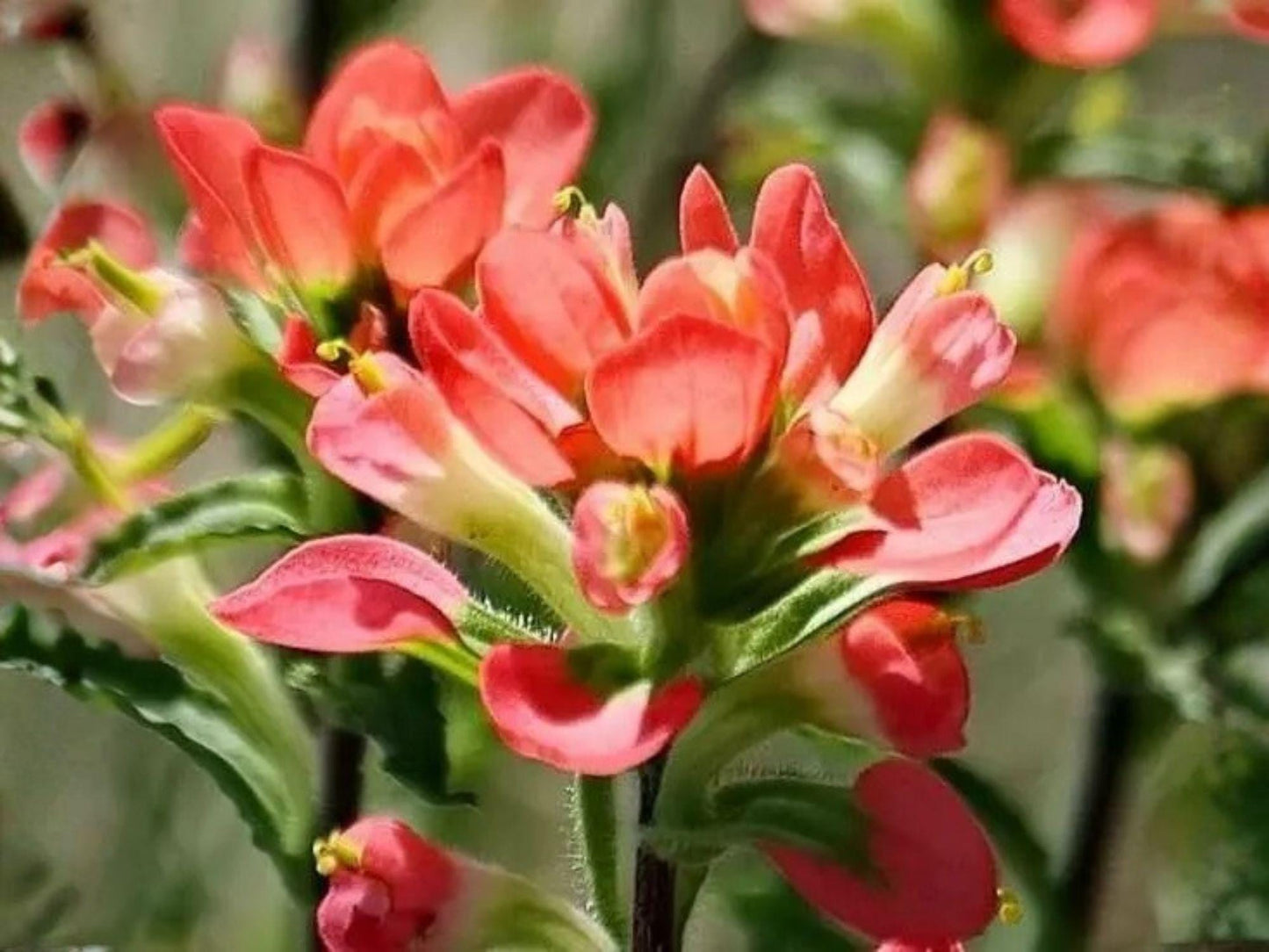 Texas Indian Paintbrush Seeds | Castilleja indivisa Native Wildflower for Pollinator Gardens & Hummingbird Attracting