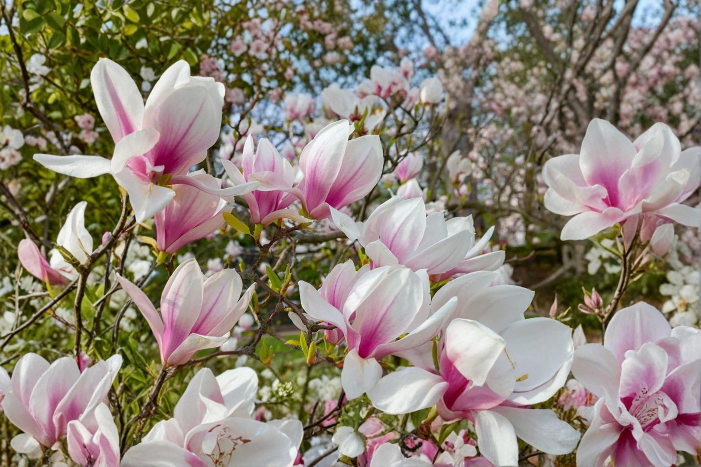 Magnolia Tree Seeds – Pink & White Flowering Ornamental Tree Seeds – Magnolia spp. for Garden & Landscape Planting