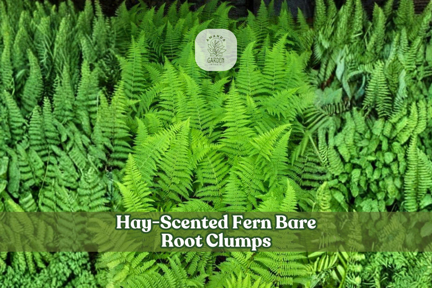 Hay-Scented Fern Bare Root Clumps | Dennstaedtia punctilobula Deciduous Shade Garden Ferns