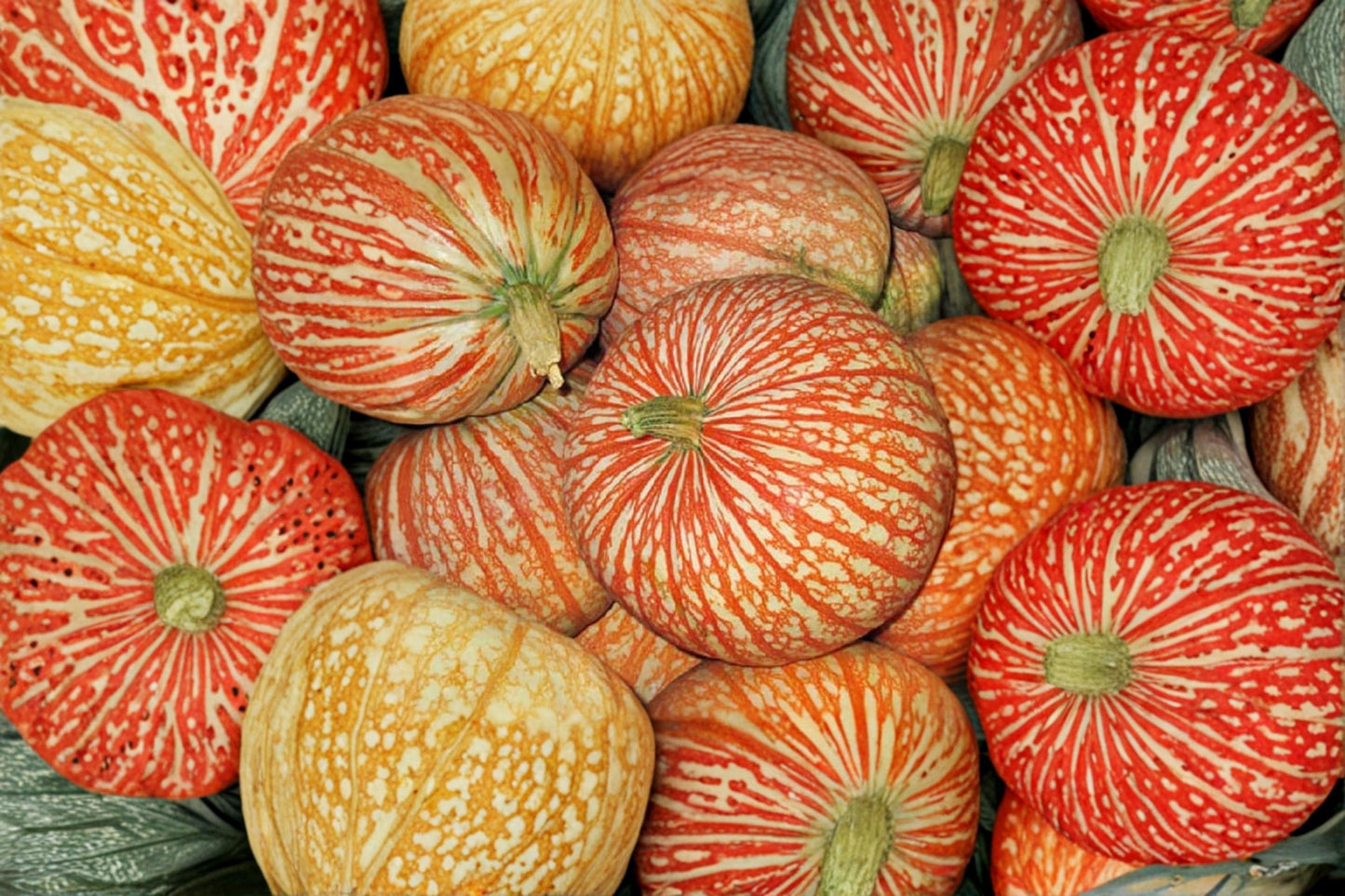 One Too Many Pumpkin Seeds – Rare Striped Ornamental Pumpkin Seeds for Garden & Fall Harvest – Cucurbita pepo