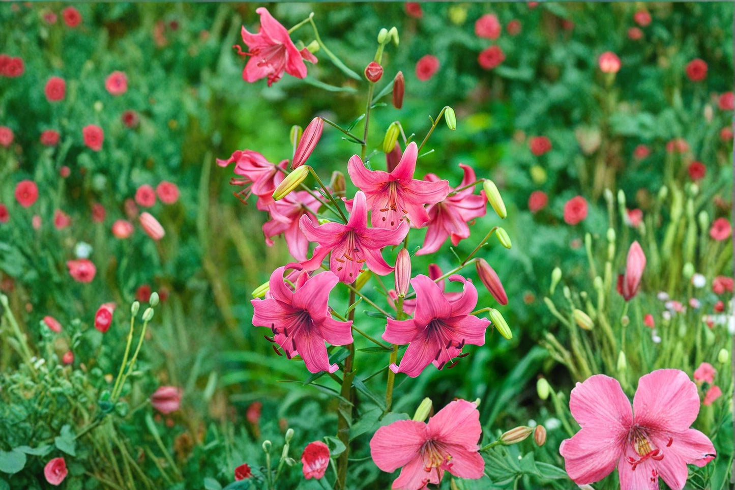 Pink Asiatic Lily Bulbs 10 Pack – Fragrant Pink Flowers for Garden Beds, Borders & Cut Arrangements – Lilium asiatica