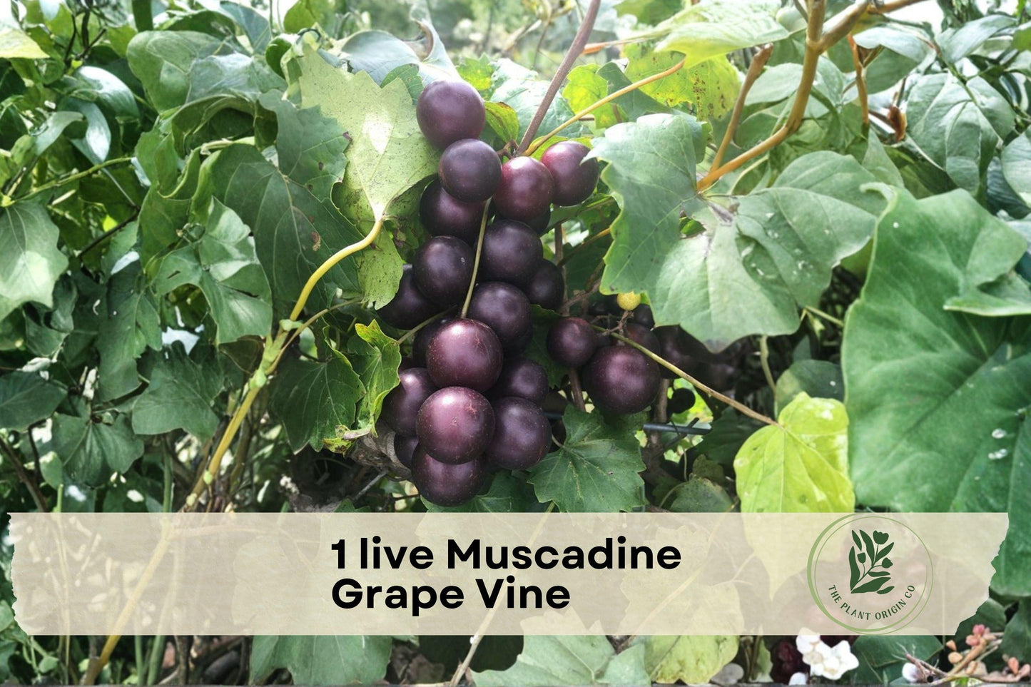 Live Muscadine Grape Vine in 4-Inch Pot | Native Vitis rotundifolia Climbing Fruit Vine for Gardens & Trellises