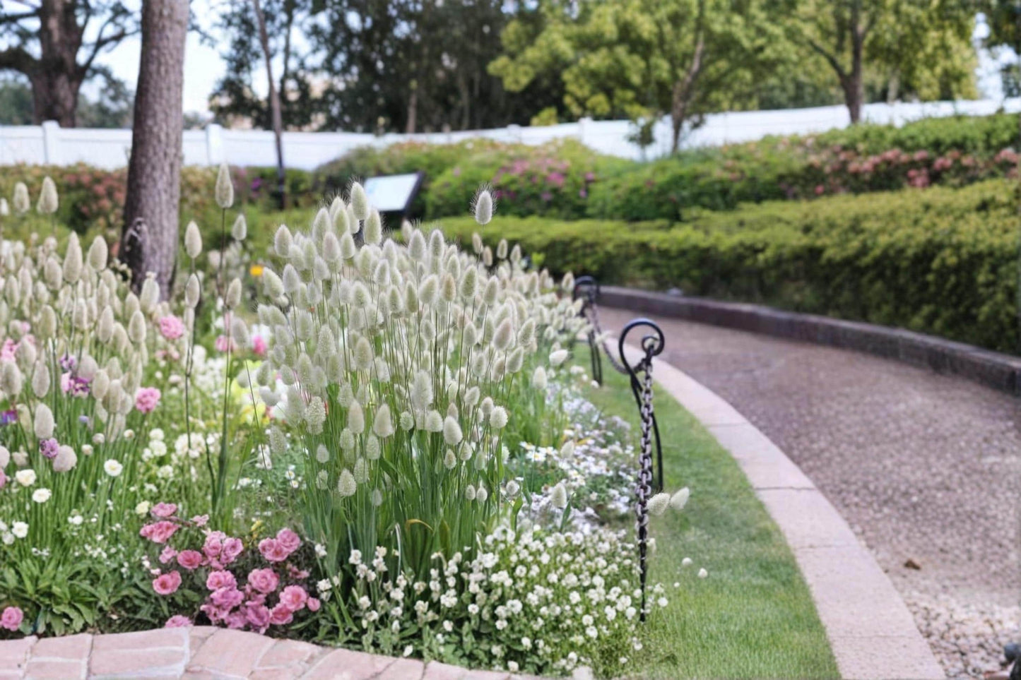 Bear Grass Seeds – Xerophyllum tenax – Ornamental Perennial Grass for Native Gardens & Rock Gardens