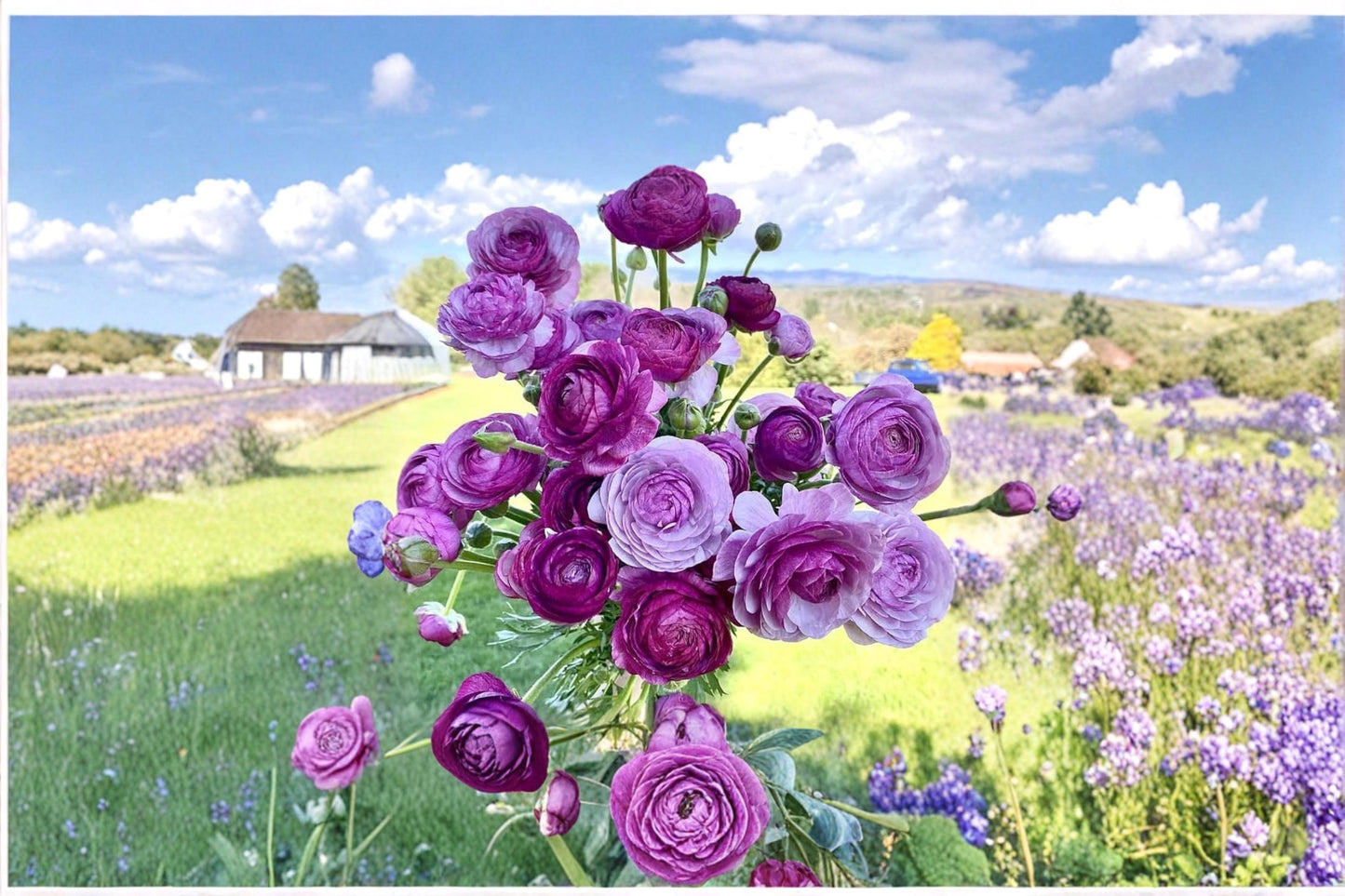 Purple Ranunculus Bulbs for Planting – Ranunculus asiaticus Flower Bulbs for Garden Beds & Containers