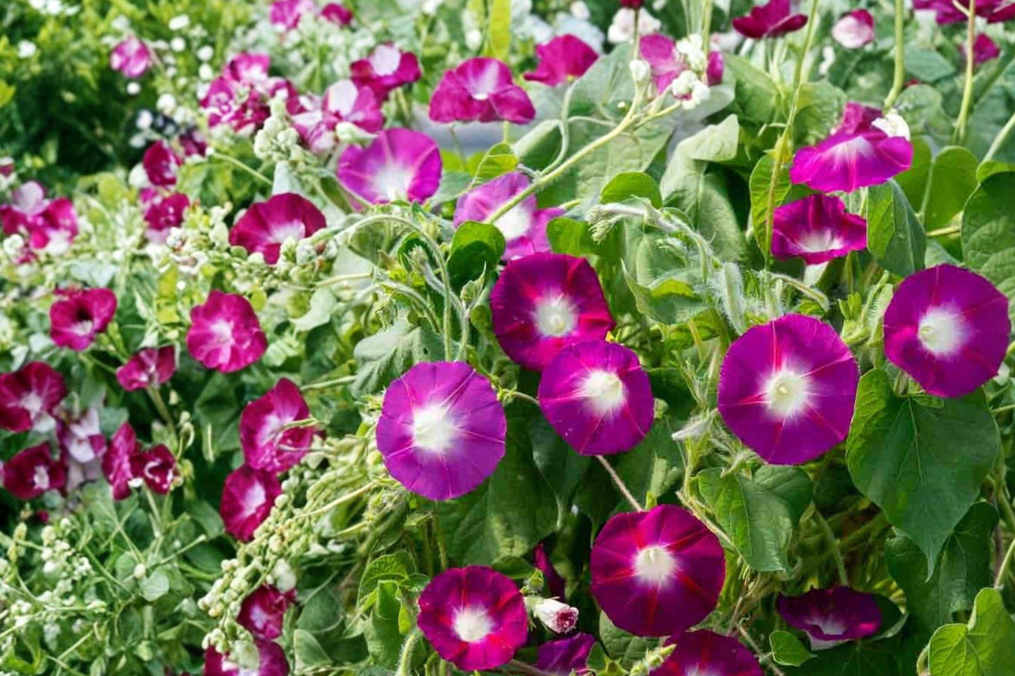 Scarlet O'Hara Morning Glory Seeds – Ipomoea purpurea Deep Pink Climbing Vine with White Center, Annual Flowering Vine for Garden Trellises