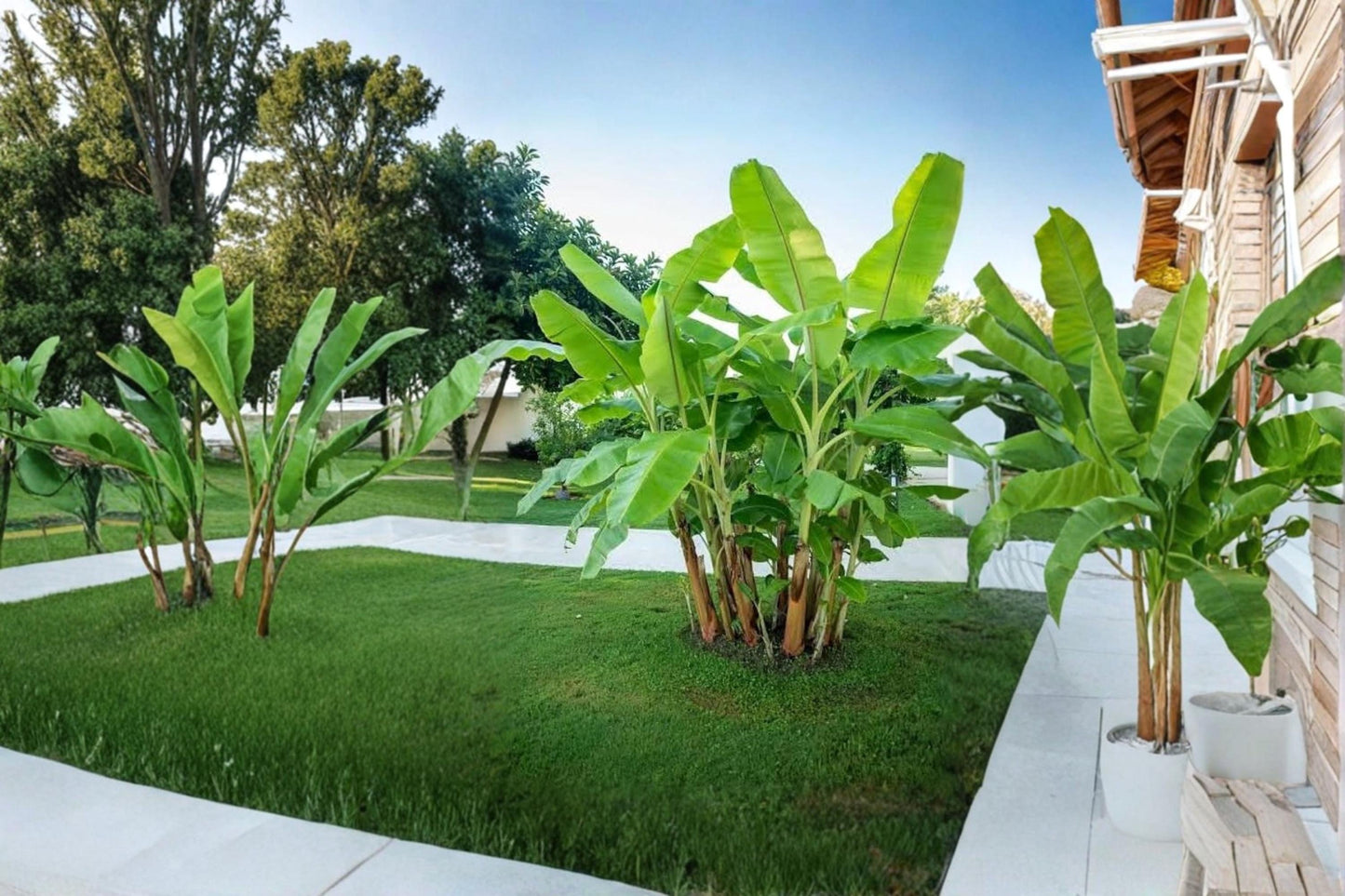 Banana Tree Seeds – Musa spp. Tropical Ornamental Plant Seeds for Garden, Patio & Landscape