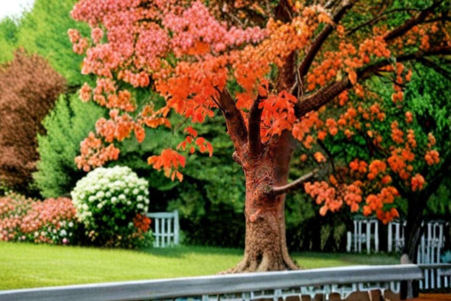 Paperbark Maple Seed Acer griseum Ornamental Tree with Cinnamon Peeling Bark for Planting