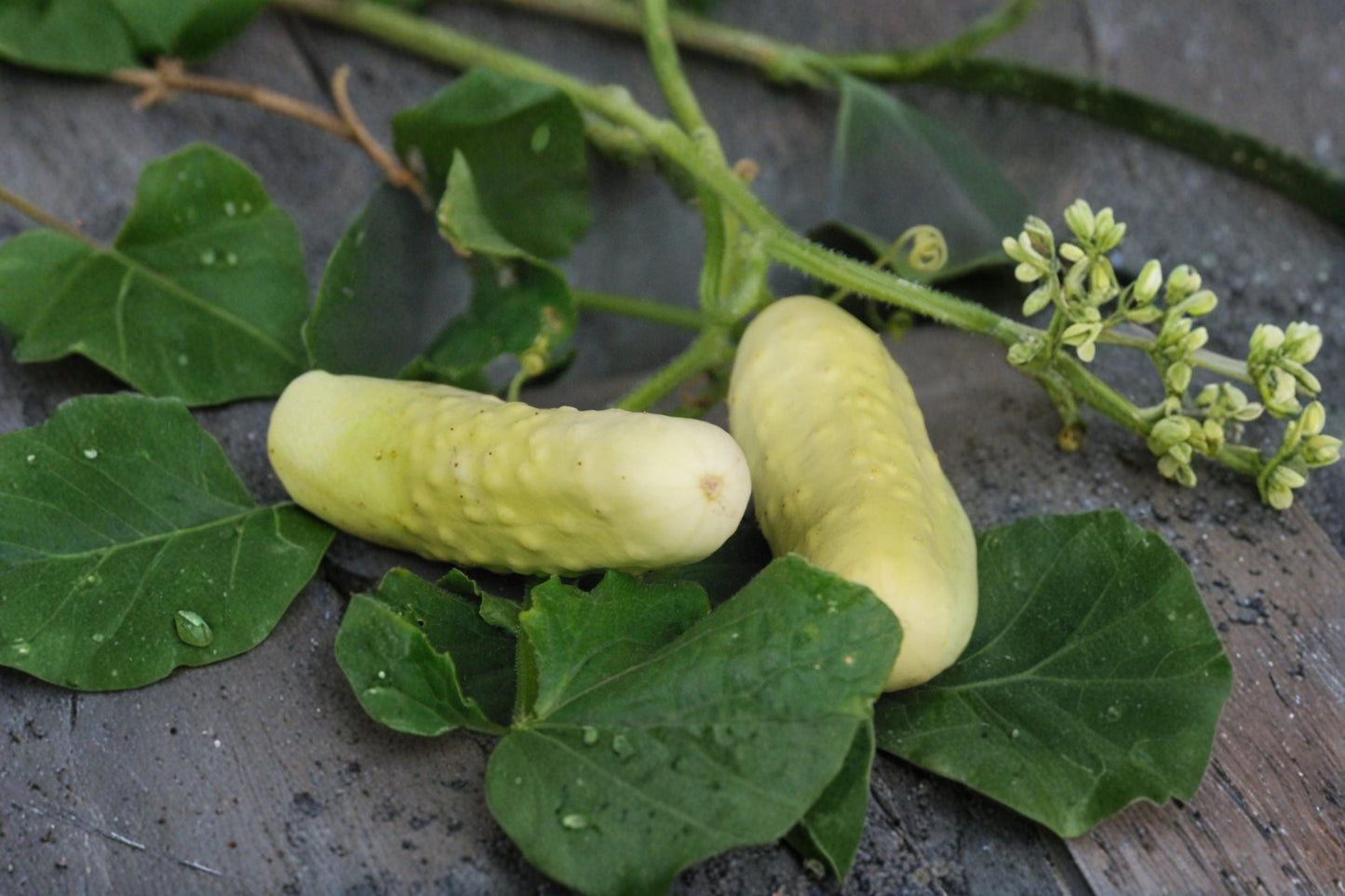 Silver Slicer Cucumber Seeds – Cucumis sativus Heirloom Slicing Vegetable Garden Seeds