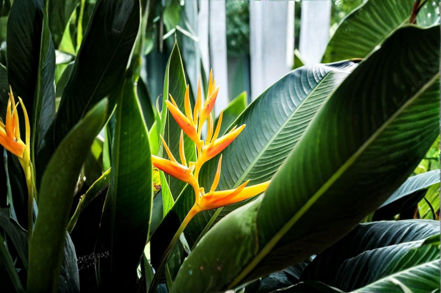Heliconia champneiana Seeds – Tropical Ornamental Plant for Gardens & Collections