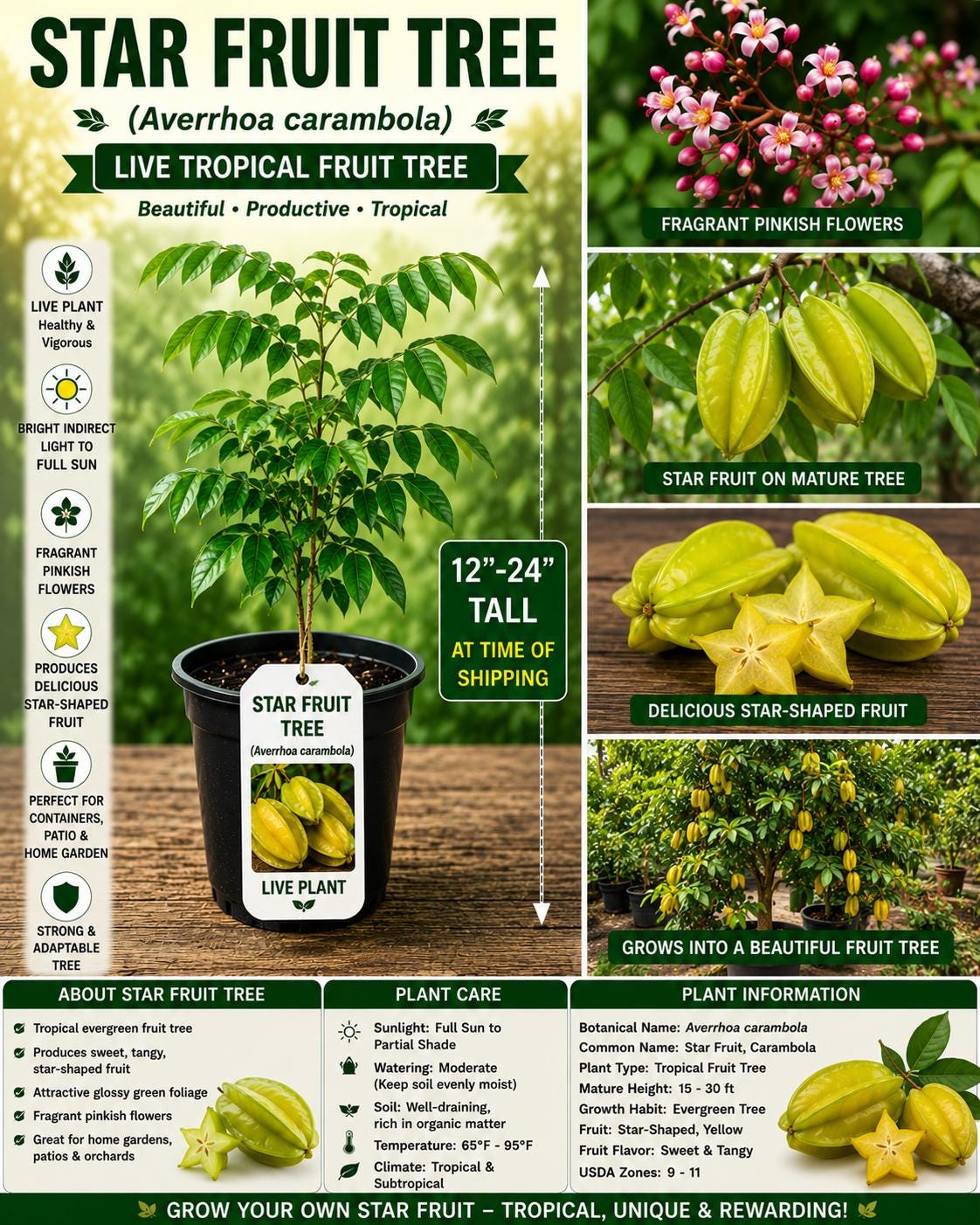 Star Fruit Tree Live Plant 12-24 Inches – Tropical Averrhoa carambola Starter Tree for Garden or Container Cultivation