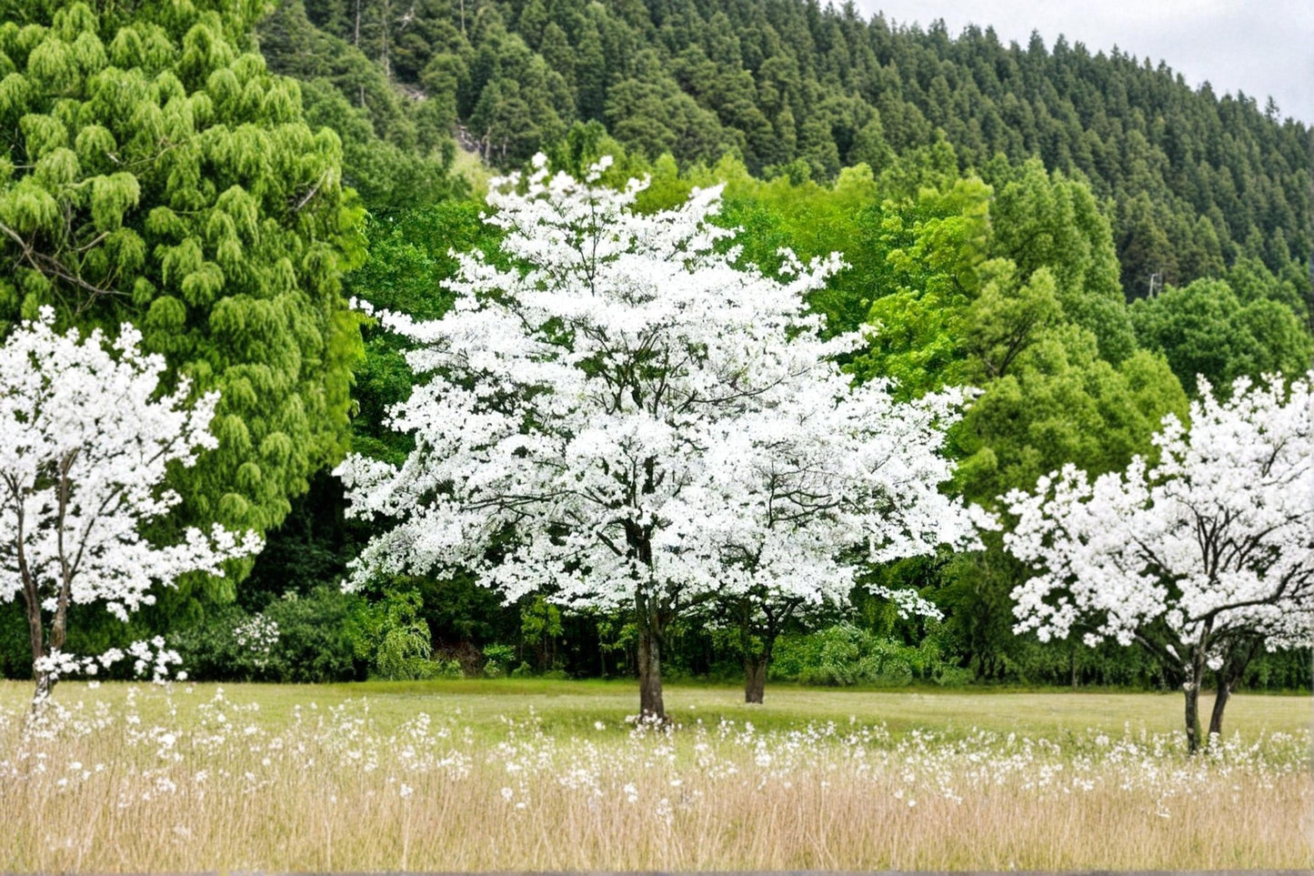 Flowering Dogwood Seeds – Cornus florida Ornamental Tree, Spring Blooms, Native Landscape Planting, Garden Tree, Woodland Tree Seeds