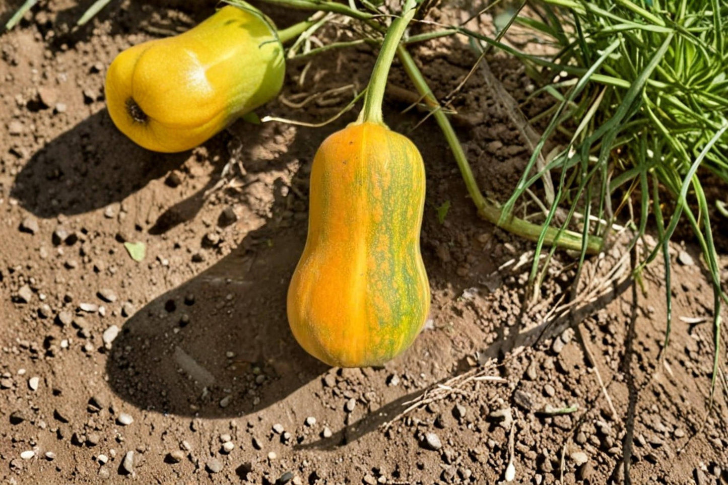 Honeynut Squash Seeds – Dwarf Cucurbita moschata Winter Squash for Small Gardens, Edible Landscape, Vegetable Garden