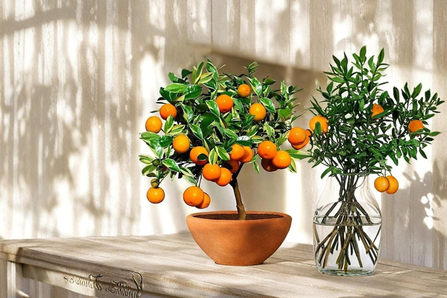 Orange Tree Bonsai Seeds – Citrus sinensis, Fruit Bearing, Evergreen Citrus for Bonsai & Container Gardening