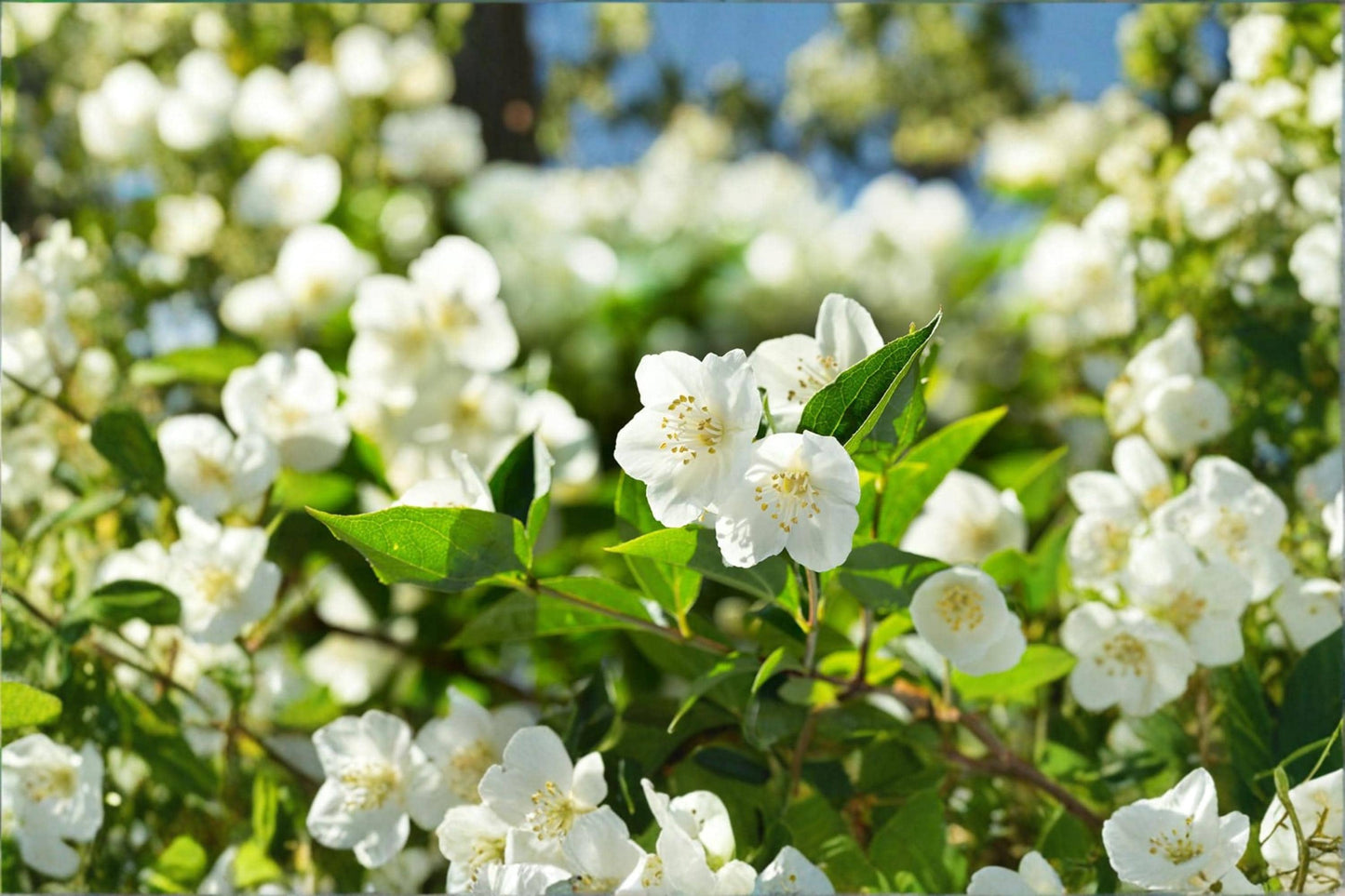White Jasmine Bonsai Seeds – Jasminum officinale Flowering Ornamental Plant for Container and Patio Cultivation