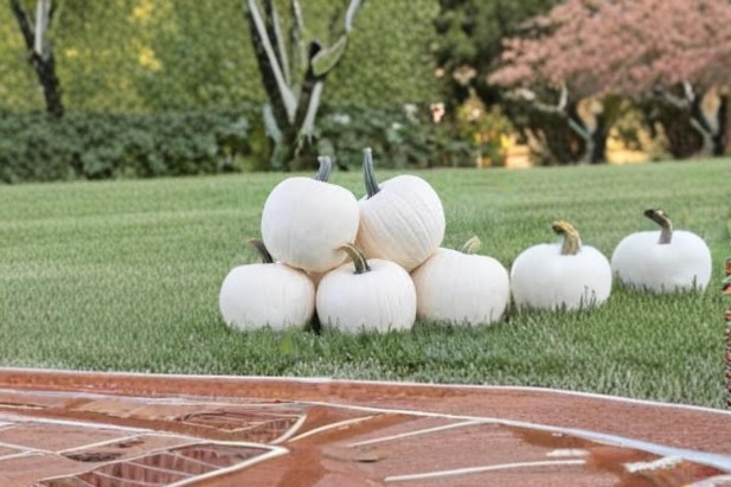 White Gold Pumpkin Seeds – Cucurbita pepo Heirloom Pumpkin Planting Pack of 10 Seeds