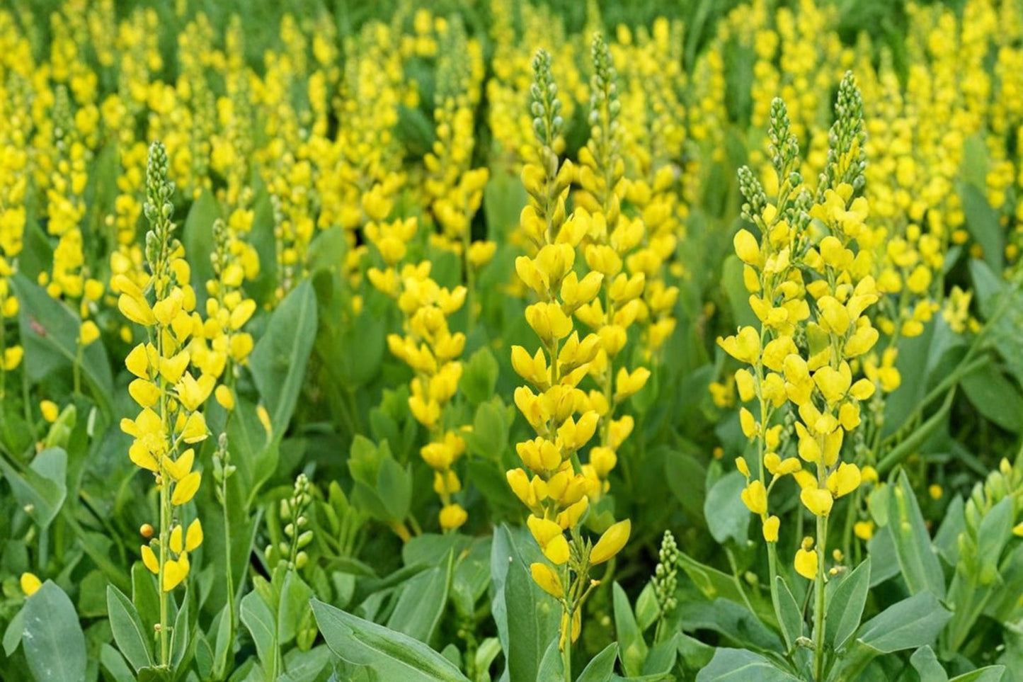 Yellow Wild Indigo Seeds – Baptisia sphaerocarpa Native Perennial Wildflower for Pollinator Gardens