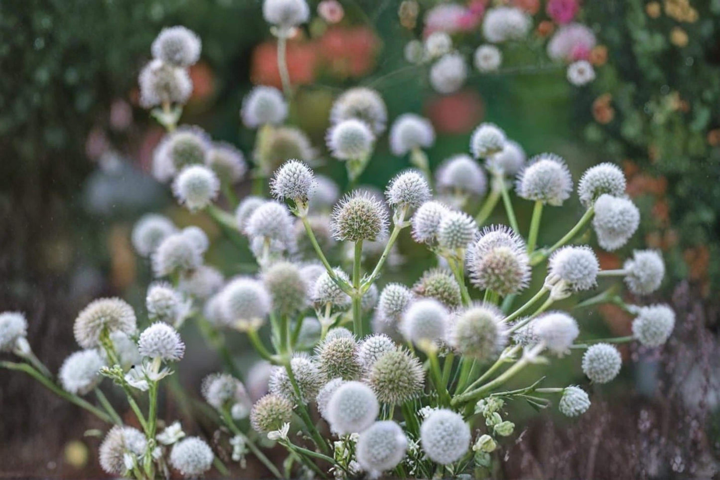 Rattlesnake Master Seeds 100 Count – Eryngium yuccifolium Native Prairie Perennial Garden Plant