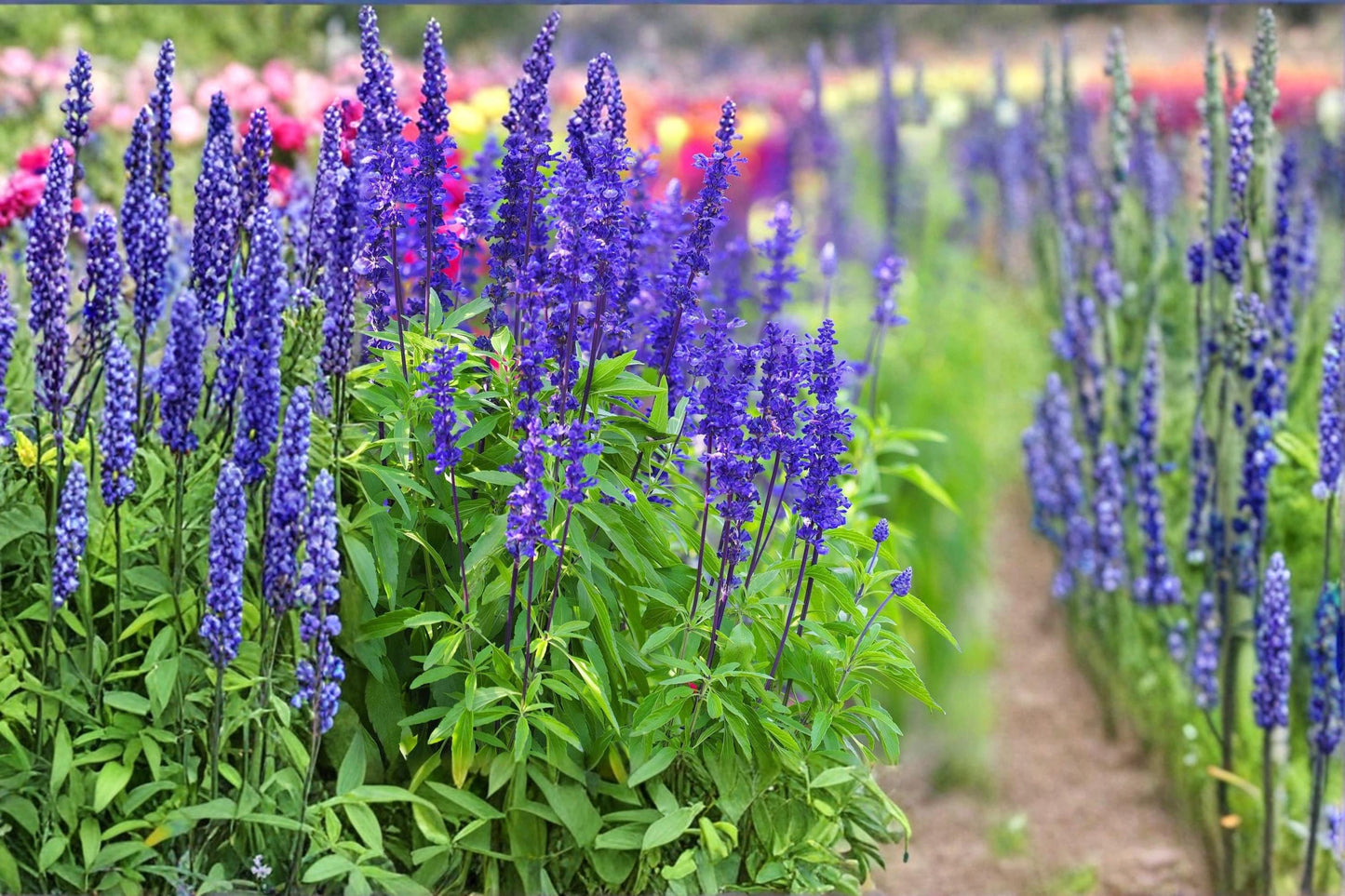 Blue Steel Sage Seeds – Salvia spp. Ornamental Blue Flowering Herb Seeds for Garden Borders, Pollinator and Bee-Friendly Planting