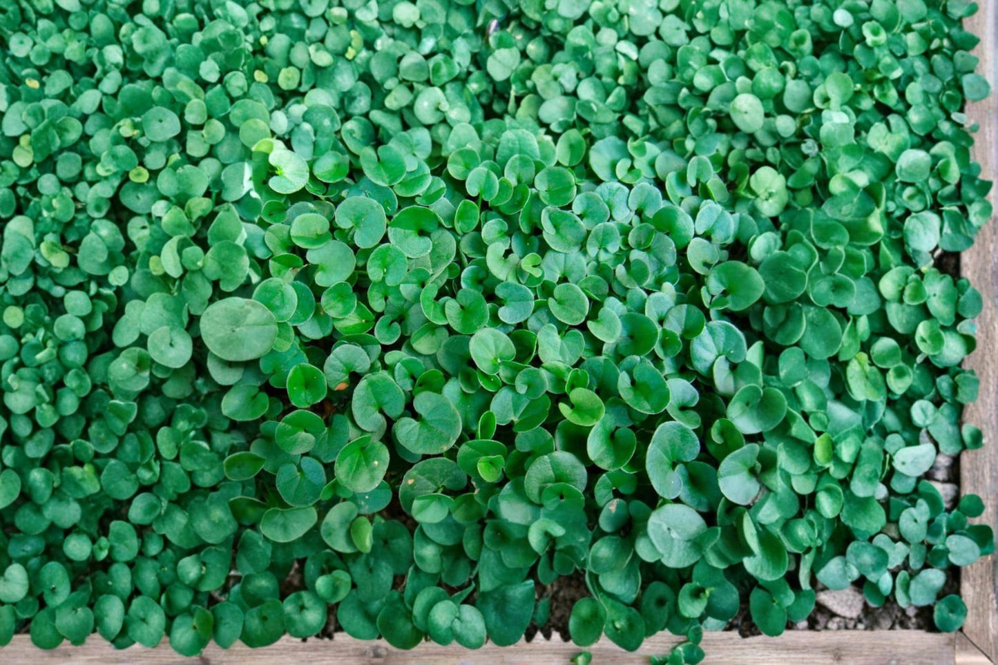 Dichondra Ground Cover Seeds 100 Pack – Dichondra repens Lawn Alternative, Ornamental Pathway & Border Plant