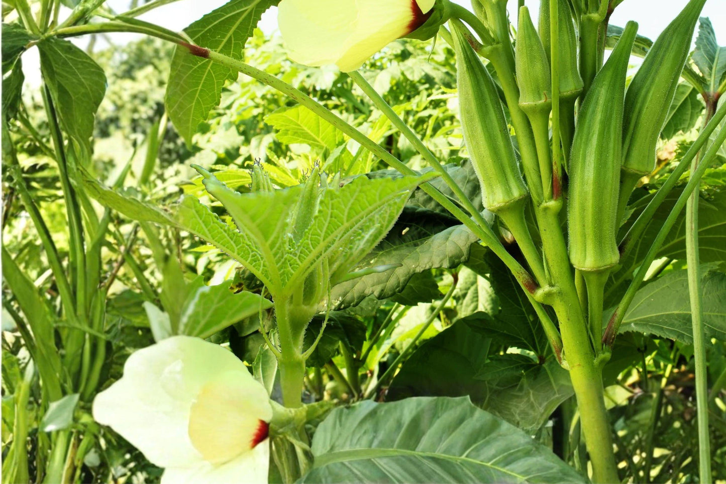 Clemson Spineless Okra Seeds – 55 Pack, Abelmoschus esculentus, Annual Vegetable Garden Seeds for Home, Raised Bed, and Vegetable Patch