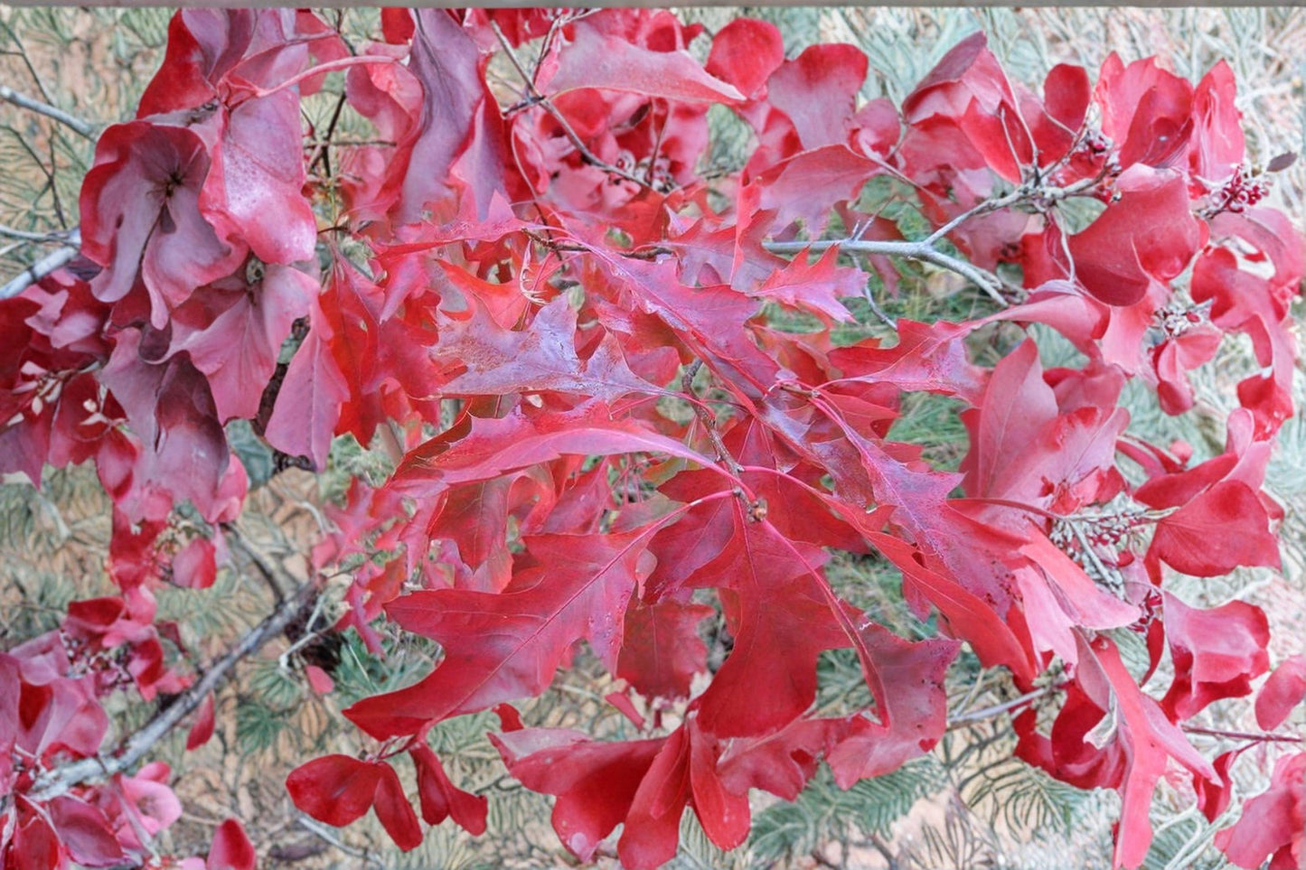 Scarlet Oak Tree Seeds – Quercus coccinea for Planting, Native Shade Tree, Ornamental Oak, Reforestation, Landscape
