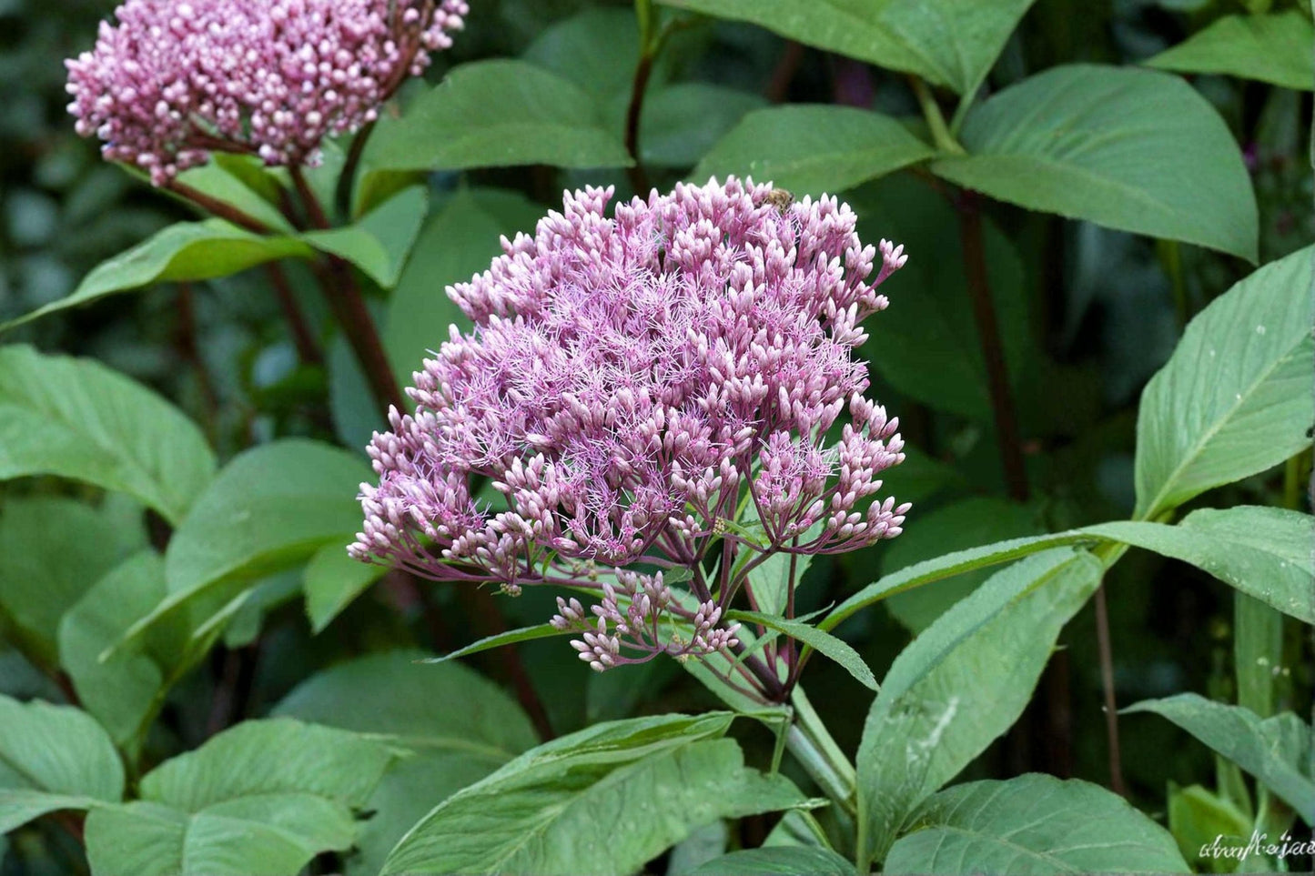 Joe Pye Weed Seeds 165 Pink Perennial Wildflower Eupatorium maculatum for Butterfly Garden