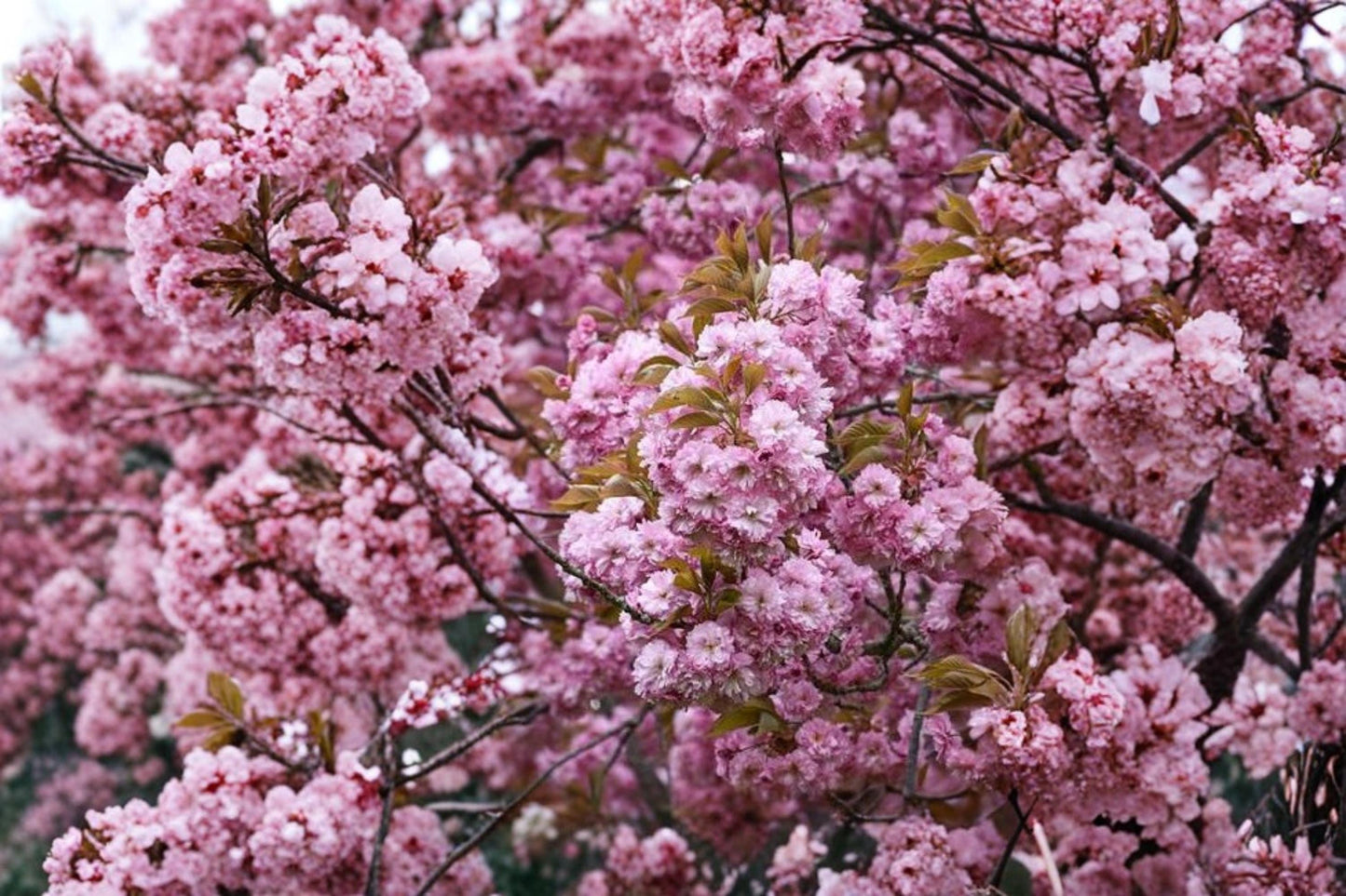 50+ Weeping Cherry Blossom Seeds – Dwarf Prunus serrulata Pink Flowers for Ornamental Gardens and Landscaping