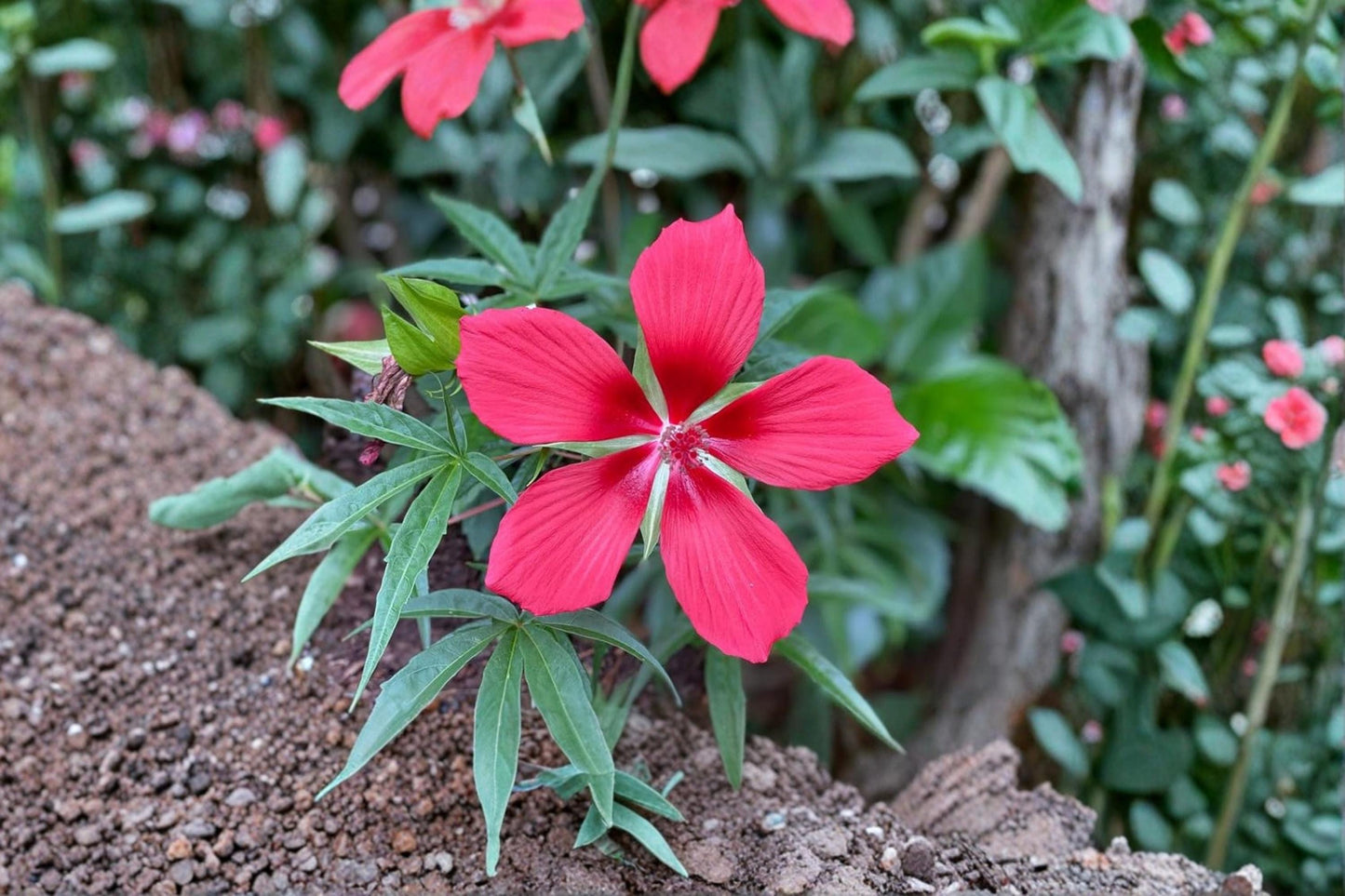 Texas Star Hibiscus Seeds – Hibiscus coccineus Swamp Hibiscus Red Flowering Plant for Garden Beds