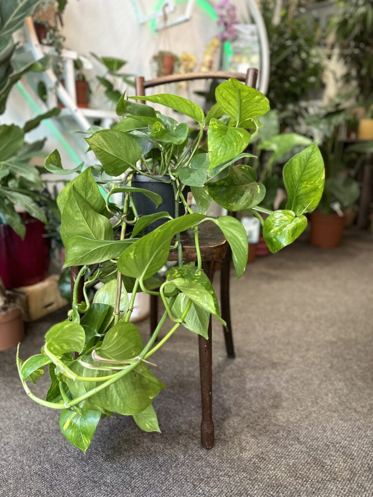 Golden Pothos Rooted Cutting – Live Indoor Houseplant with Bright Golden Variegation, Epipremnum Aureum, Easy-Care, Natural Decor Plant