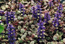 Ajuga Burgundy Glow Live Starter Plant – Variegated Bugleweed Ground Cover in 2.5 x 3.5 Inch Pot