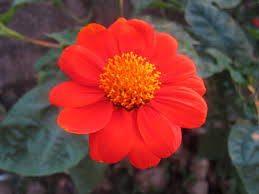 Mexican Sunflower Rooted Cuttings 4+ Inch – Tithonia diversifolia Live Plants