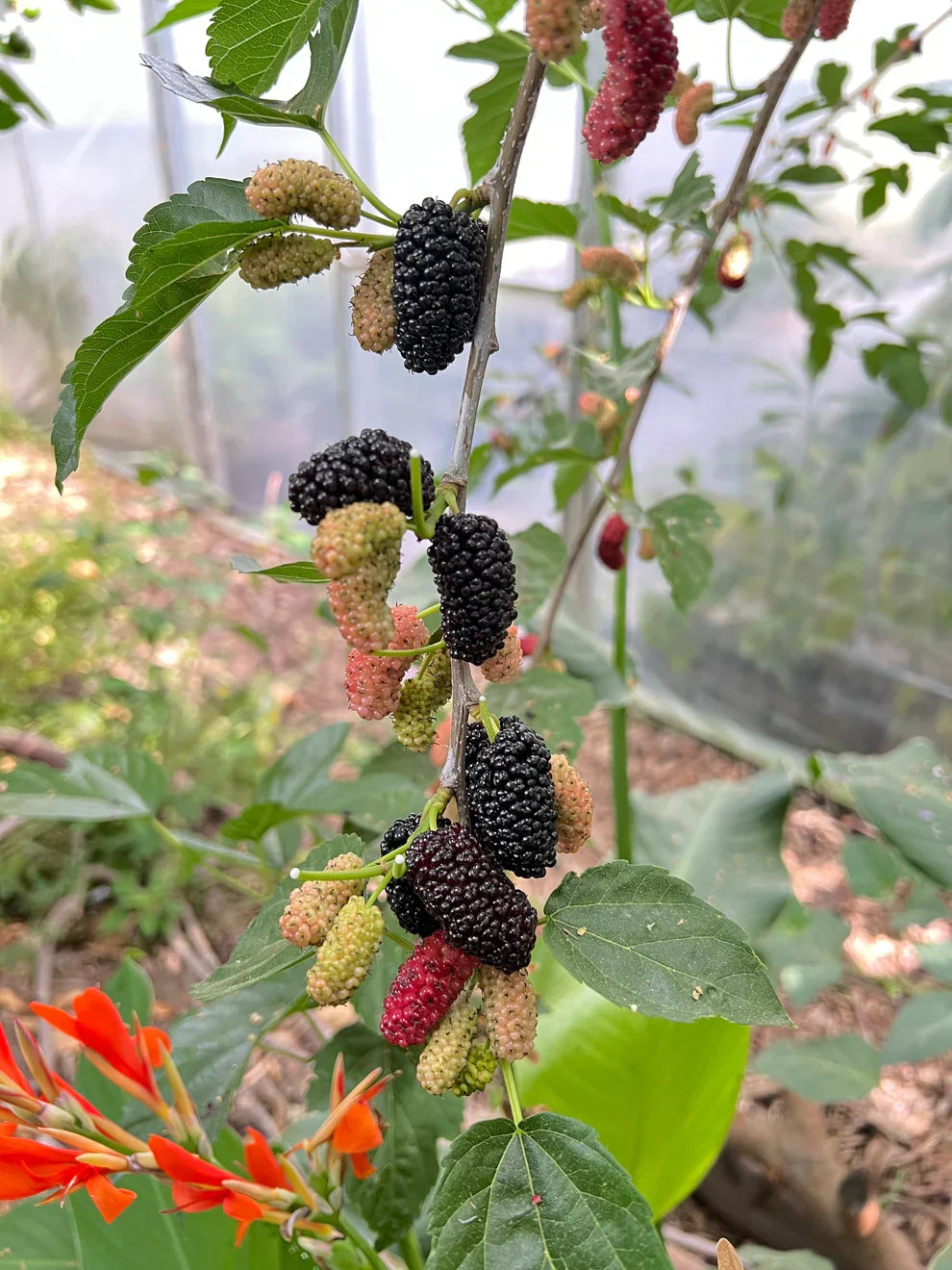 Black Mulberry Tree Cuttings Morus nigra 'Shangri-La' – 10 Fresh Cuttings for Rooting & Grafting