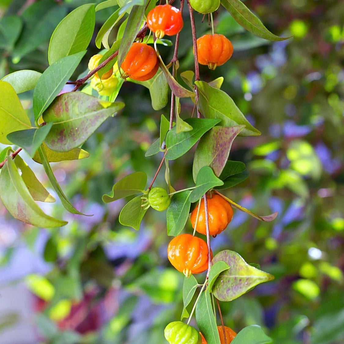 Surinam Cherry Plant Bare Root | Pitanga | Tropical Edible Fruit Tree | Eugenia uniflora | Fast Growing Hedge