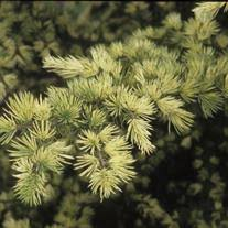 Dwarf Evergreen Conifer Plant β Creampuff Cedrus deodara β Soft Green Foliage in 1 Gallon Pot