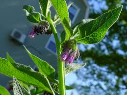 Russian Comfrey Root Crowns 2.5 lbs – Bocking 4 Live Plant Crowns for Permaculture Gardens