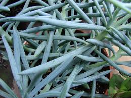 Blue Chalk Sticks Succulent 4 Inch Cutting – Curio serpens Unrooted Propagation