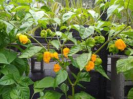 3 Live Biquinho Sweety Drop Yellow Chili Pepper Plants – Capsicum chinense