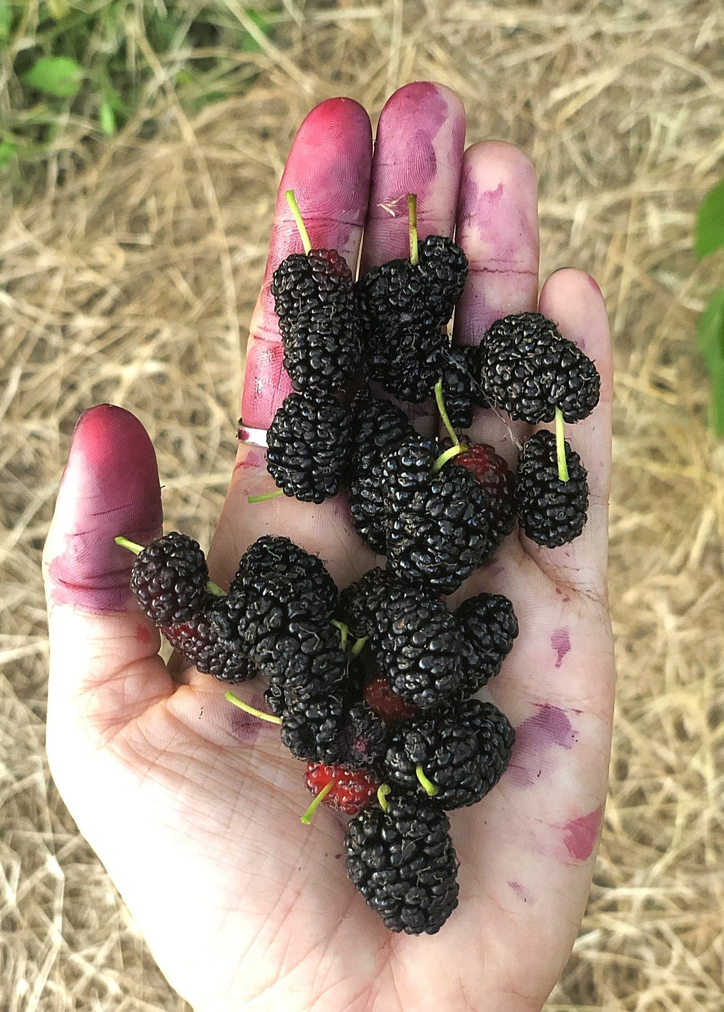 Mulberry 'Shangri La' Fruit Tree - Fast-Growing Morus alba x rubra with Juicy Black Berries