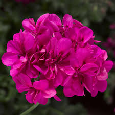 Hot Pink Ivy Geranium Cuttings - Pelargonium peltatum - Trailing Flowering Plant - Pink Blooms - Balcony & Container Gardening
