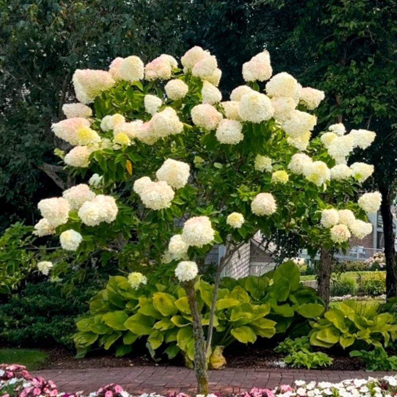 Limelight Hydrangea Cuttings 6-10 Inch Rooted Paniculata Shrub Zones 3-8 Summer Blooms White Flowers