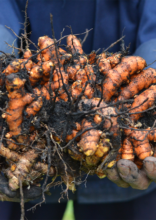 Turmeric Root Bulbs (Curcuma longa) - 6 Live Rhizomes, Tropical Ginger Plant for USDA Zones 8-11