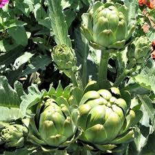 Exotic Globe Artichoke Seeds | Heirloom Perennial Vegetable | Edible Flower Buds | Cynara cardunculus var. scolymus