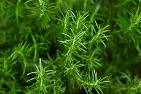 Rosemary Cuttings - 6 Live 4-6" Rosmarinus officinalis Herb Propagation for Garden, Culinary, Drought Tolerant, Evergreen Perennial