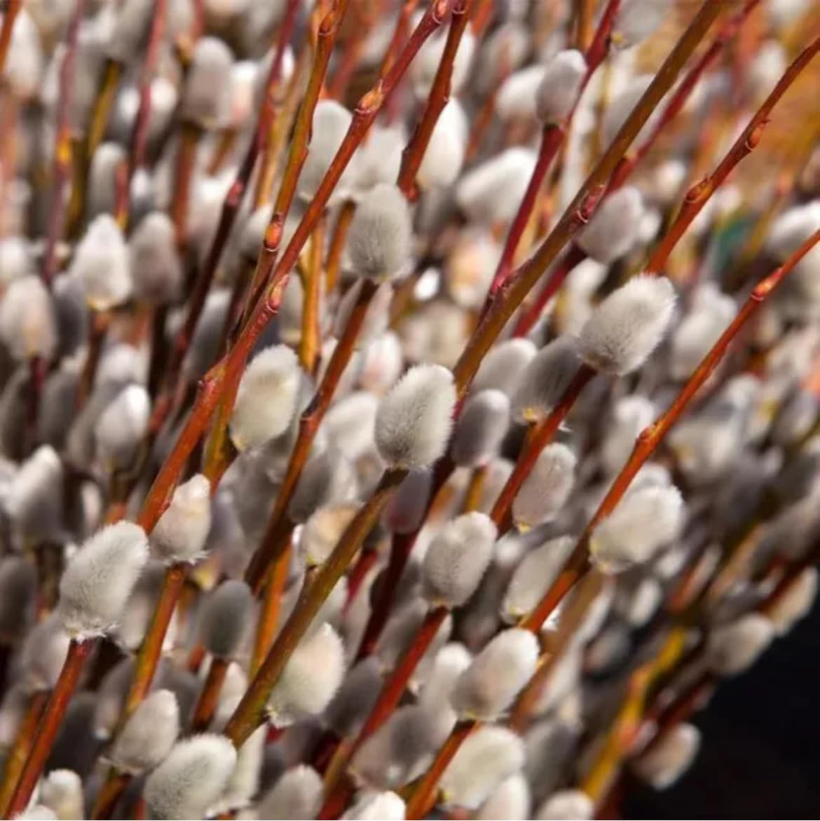Set of 5 French Pussy Willow Shrubs | Salix caprea | Bare Root Live Plants 1–2 ft Tall | Ornamental Spring Flowering Shrubs