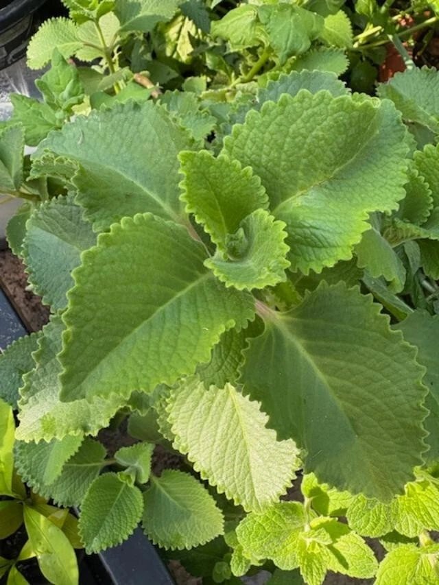 Plectranthus amboinicus Cuttings - Cuban Oregano, Spanish Thyme, Fragrant Herb, 3 Extra Cuttings, Aromatic Velvety Leaves