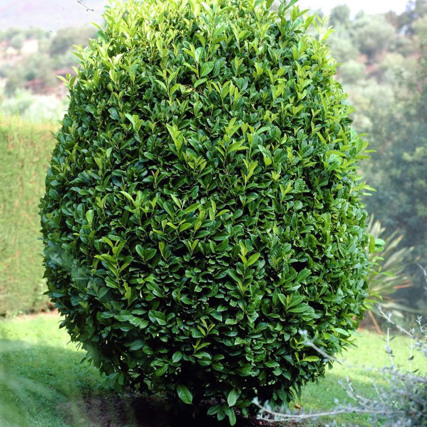 Sweet Laurel Bay Tree Unrooted Cuttings - Laurus nobilis, Aromatic Herb, Culinary Use, Easy to Grow, 6-8"