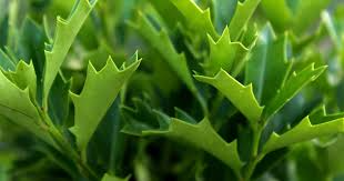Oak Leaf Holly Unrooted Cutting | Ilex latifolia | Evergreen Shrub for Landscaping and Hedging