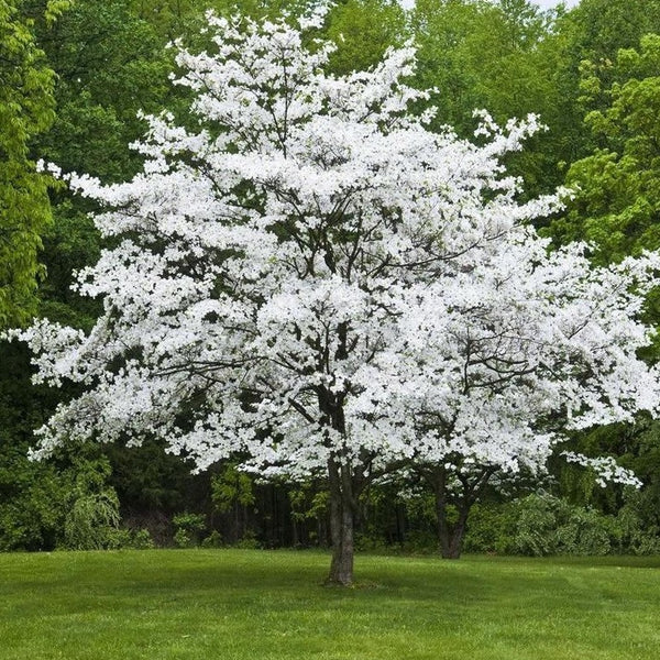 Set of 5 White Dogwood Trees - Cornus florida Bare Root Live Trees for Spring Blooms, Native Ornamental Flowering Tree, Landscaping & Wildlife