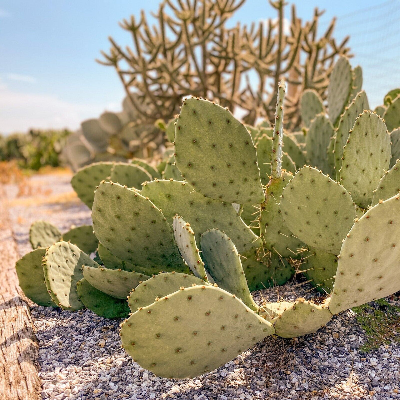 West Texas Prickly Pear Cactus Pad Segment | Opuntia lindheimeri Cutting for Planting & Propagation