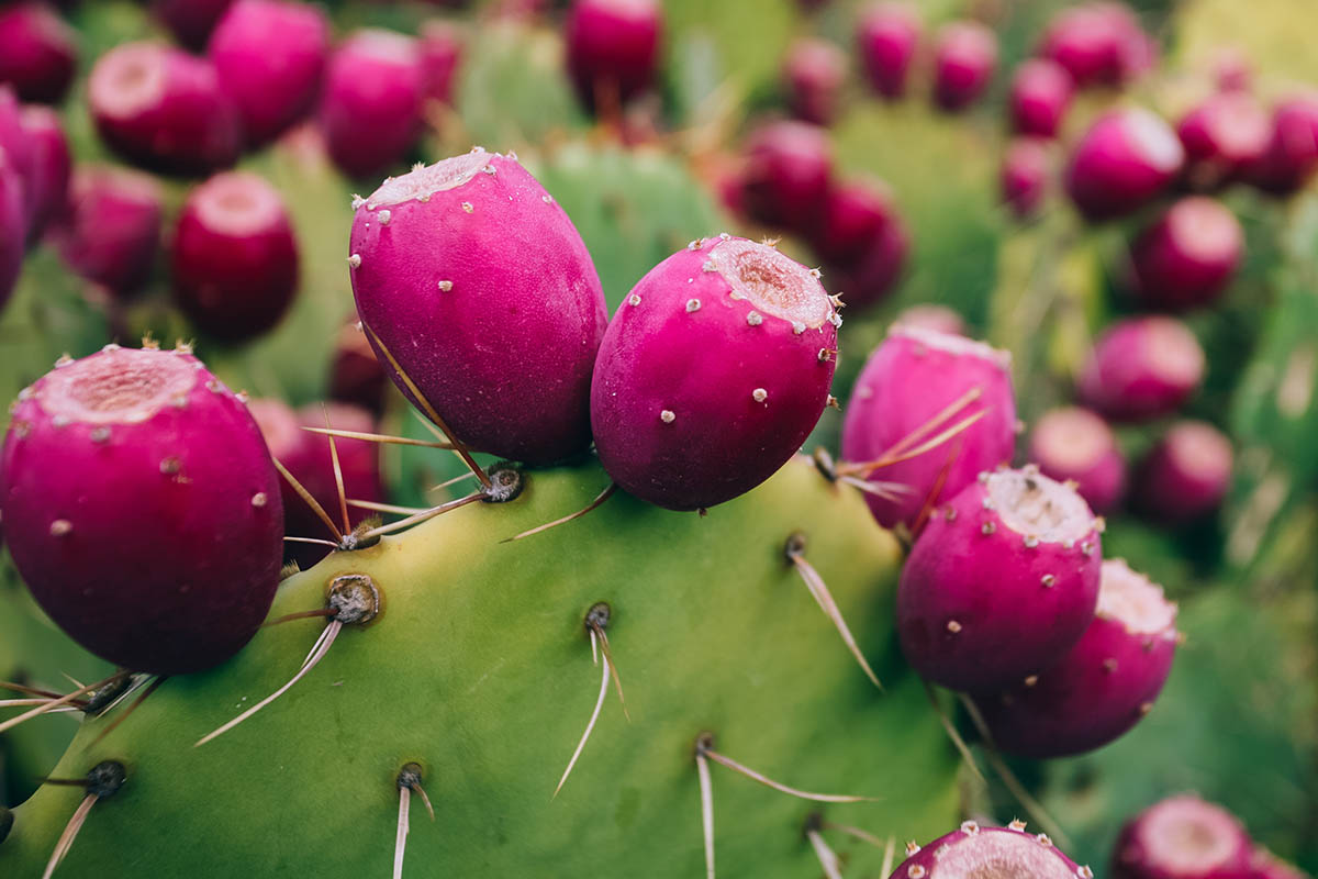 Opuntia ficus-indica Cutting | Rooted Prickly Pear Cactus Pad with Edible Red Fruit | Drought Tolerant Southwest Plant